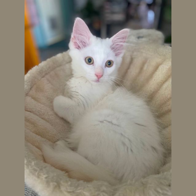 Photo of Terra Nova Gremlin Sassy Pants