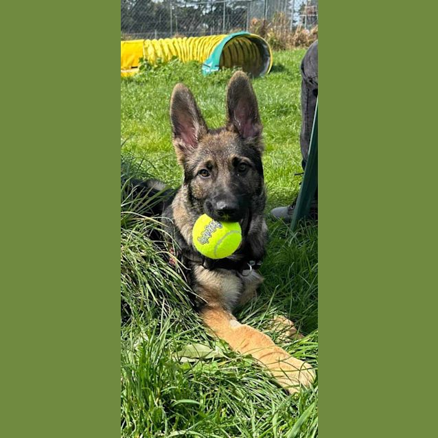 Photo of Baby Bowser