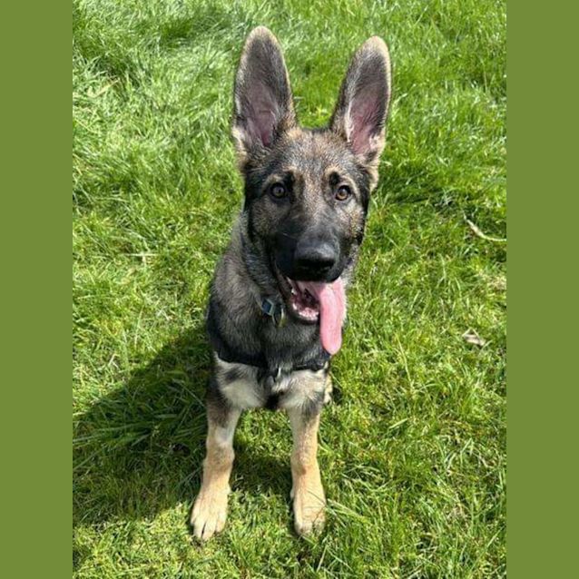 Photo of Baby Bowser