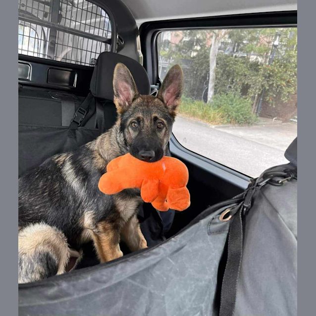 Photo of Baby Bowser