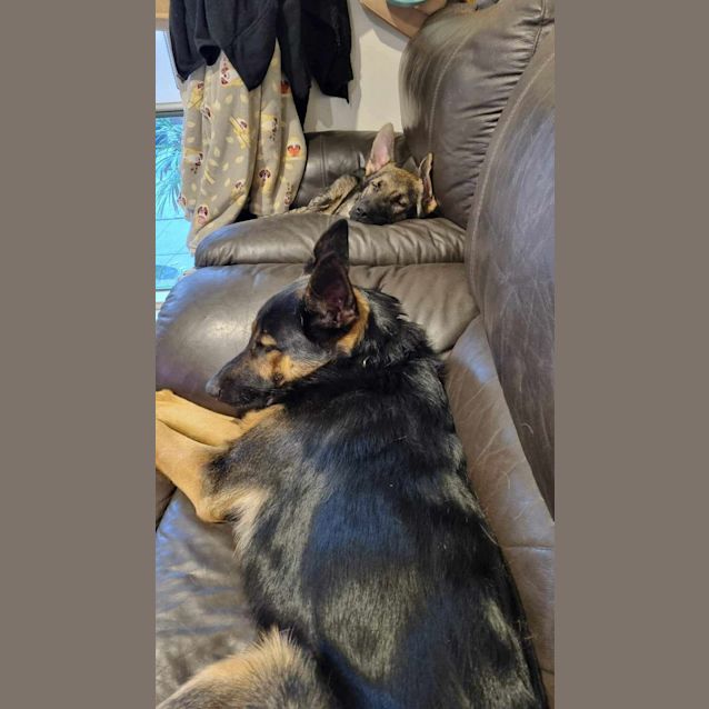 Photo of Baby Bowser