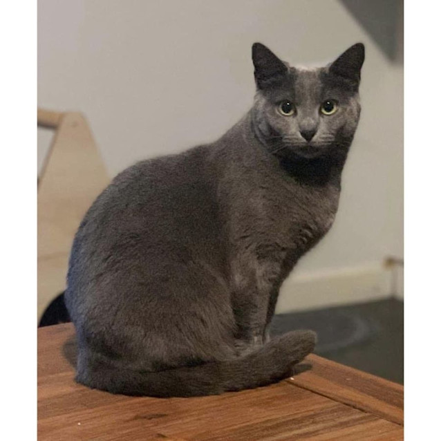 Photo of 8070   Aster