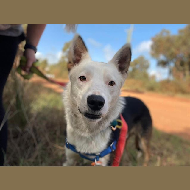 Photo of Boof