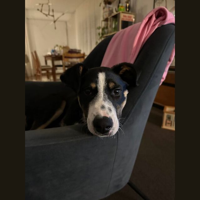 Photo of Yogi