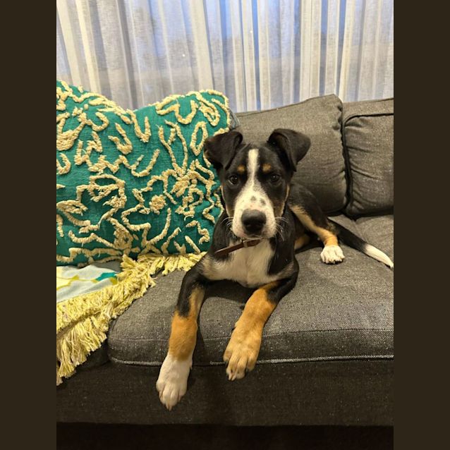 Photo of Yogi