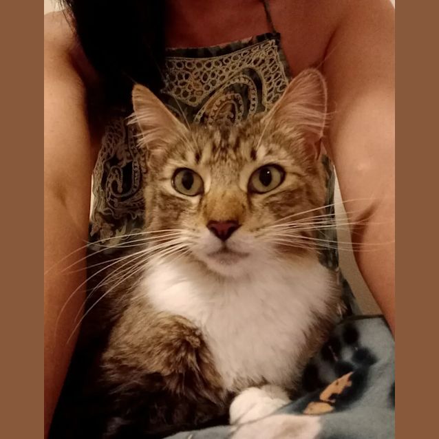 Photo of Mittens