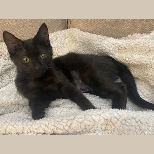 Photo of Hiccup