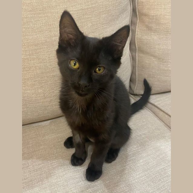 Photo of Hiccup
