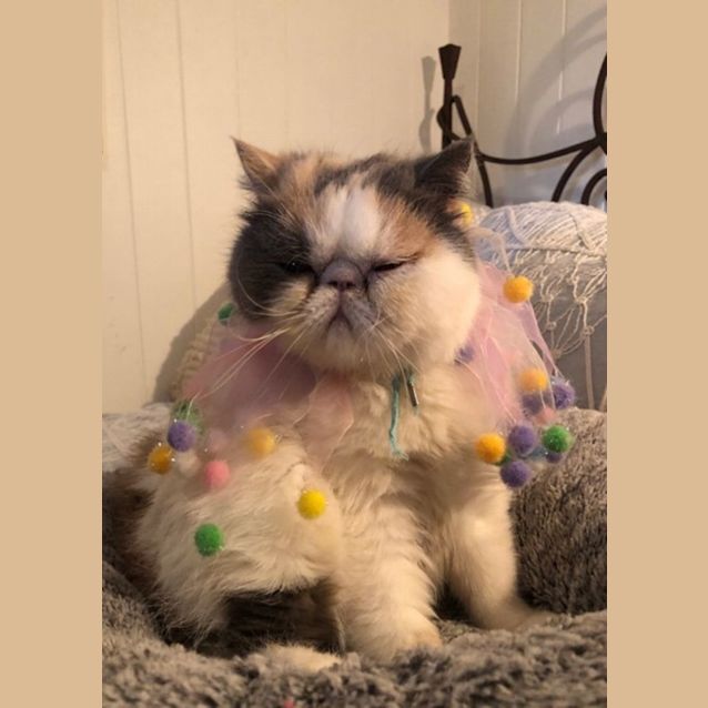 Photo of Cuddle   Pie