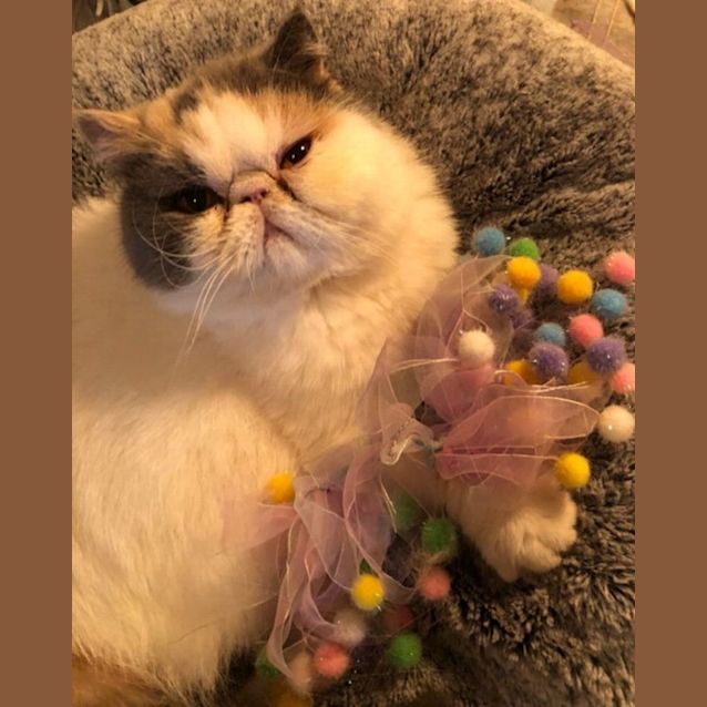 Photo of Cuddle   Pie