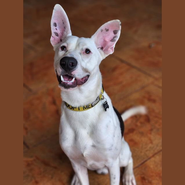 Photo of Auki