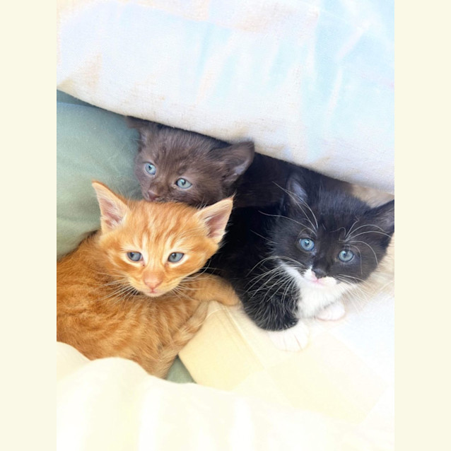 Photo of Stunning Kittens