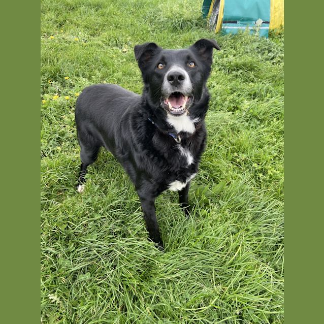 Photo of Gypsy