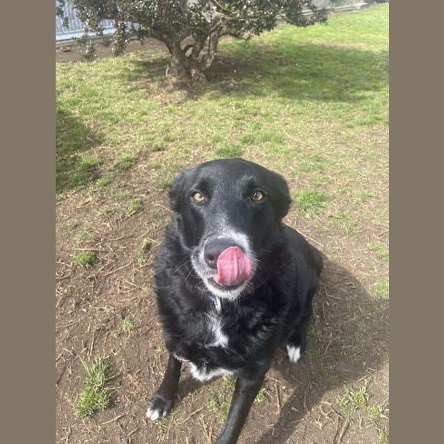 Photo of Gypsy