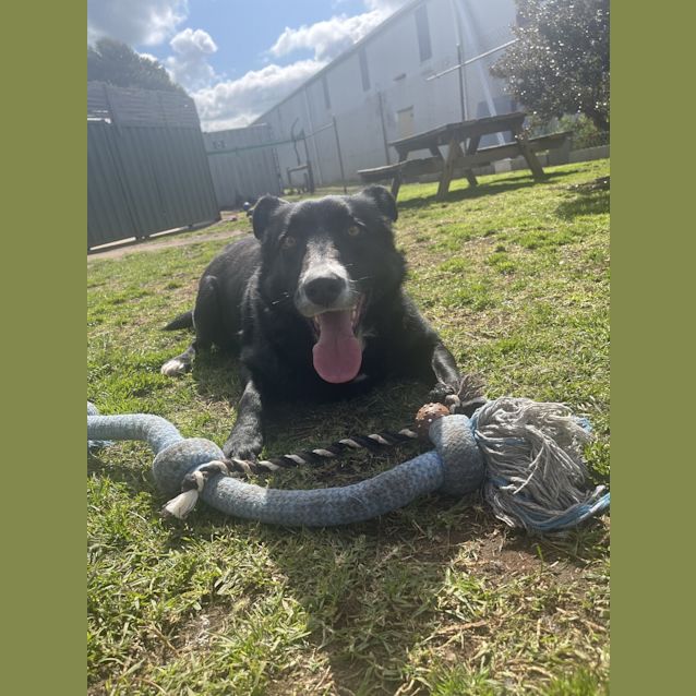 Photo of Gypsy