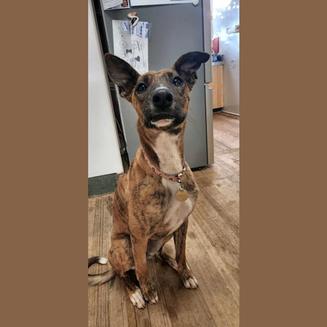 Photo of Winnie *Adoption Pending*