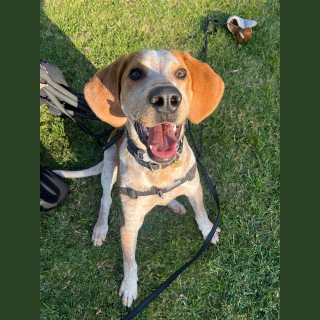 Photo of Sherlock Sniffer