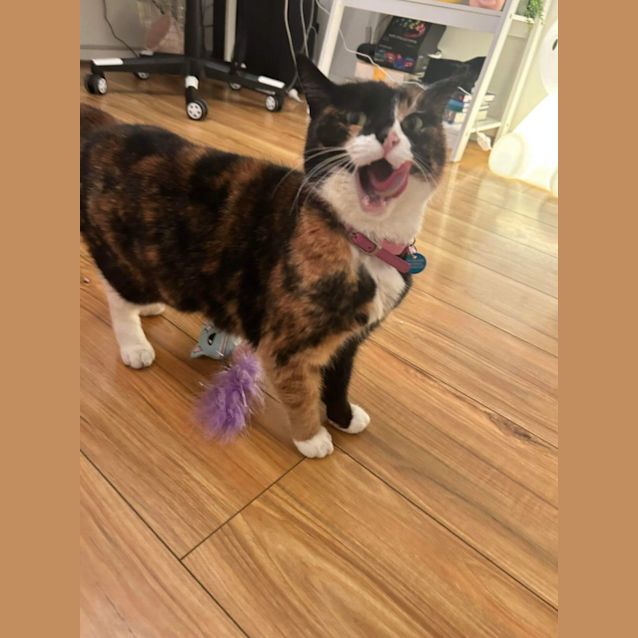 Photo of  Truffles 😍😍