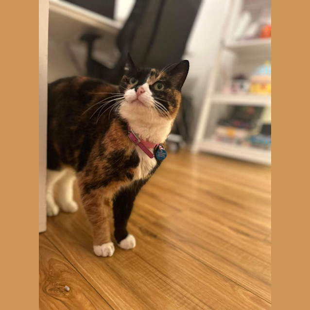 Photo of  Truffles 😍😍