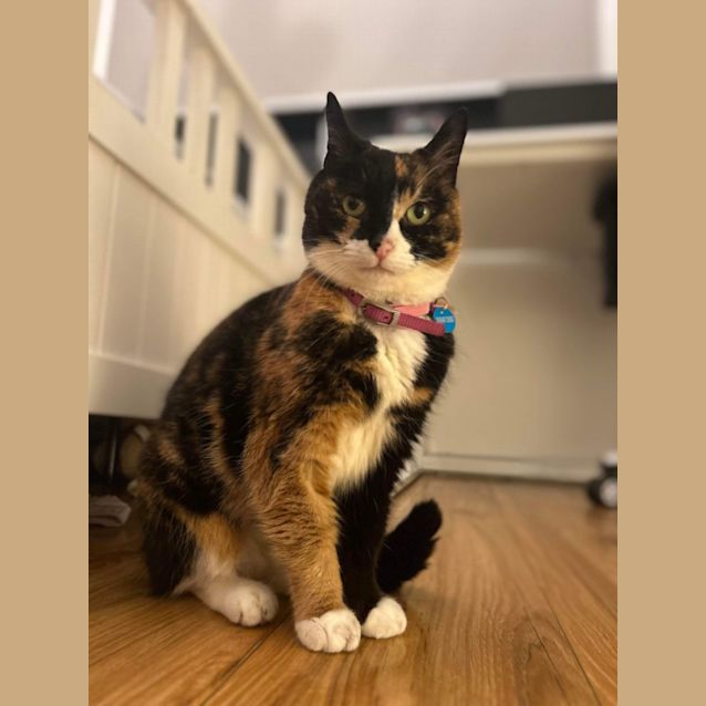 Photo of  Truffles 😍😍