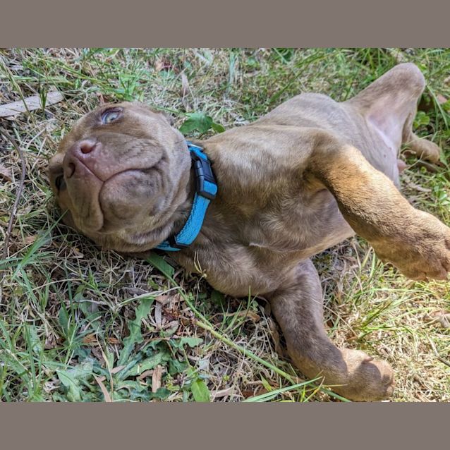 Photo of Meatball   2 Month Old Staffy X (Trial)