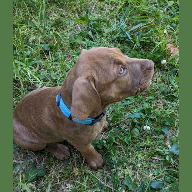 Photo of Meatball   2 Month Old Staffy X (Trial)