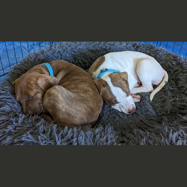 Photo of Meatball   2 Month Old Staffy X (Trial)