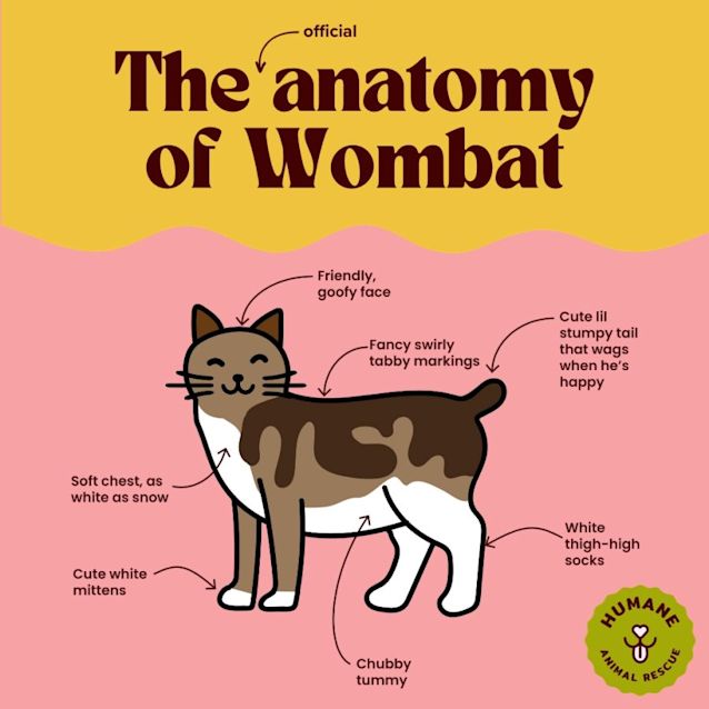 Photo of Wombat 😻🤗