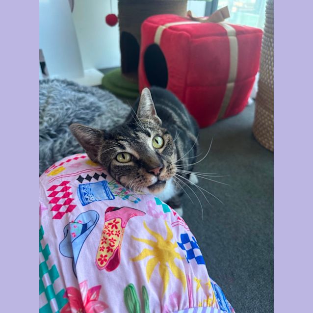 Photo of Wombat 😻🤗