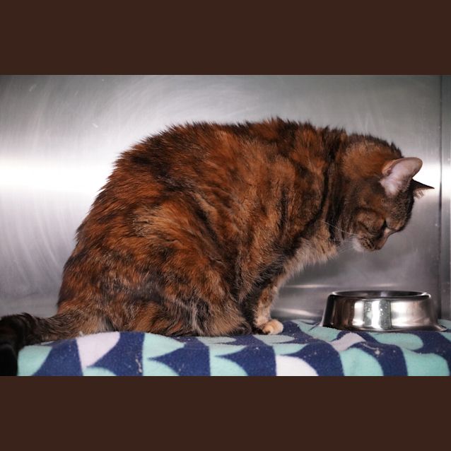 Photo of Daisy