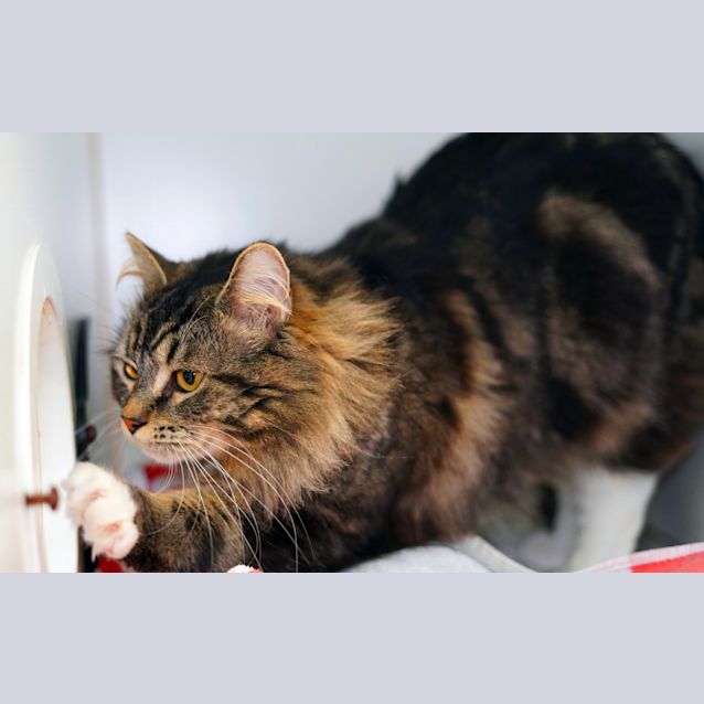 Photo of Stormy