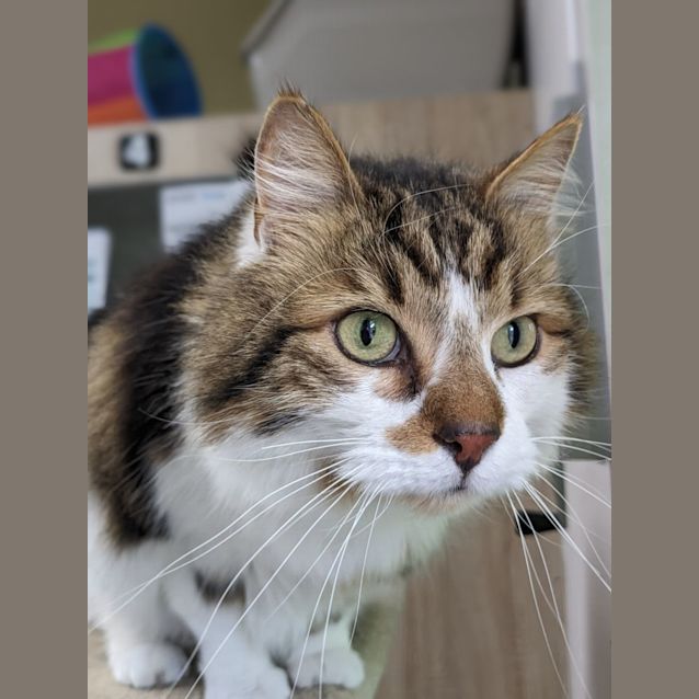 Photo of 🐯 Sparticus F02606🐯