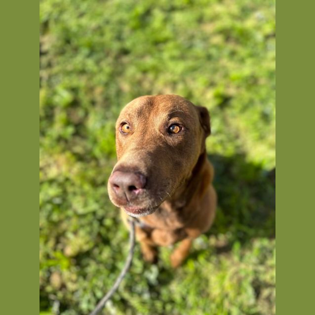 Photo of Rocky