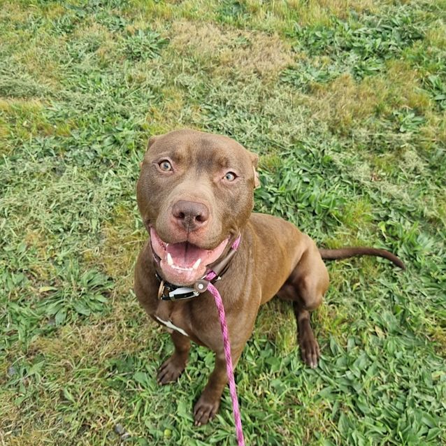 Photo of Koa 