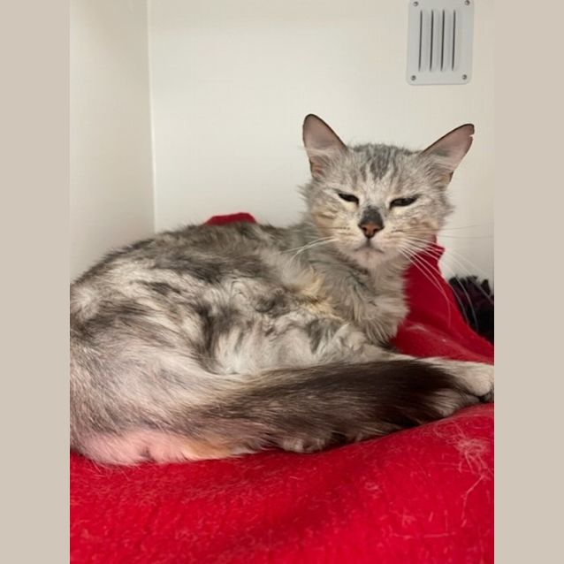 Photo of Echo