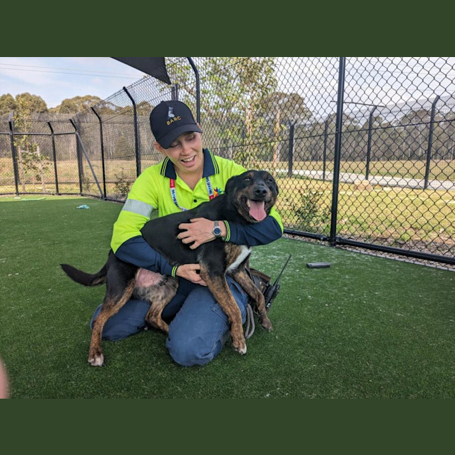 Photo of Cookie Imp 911