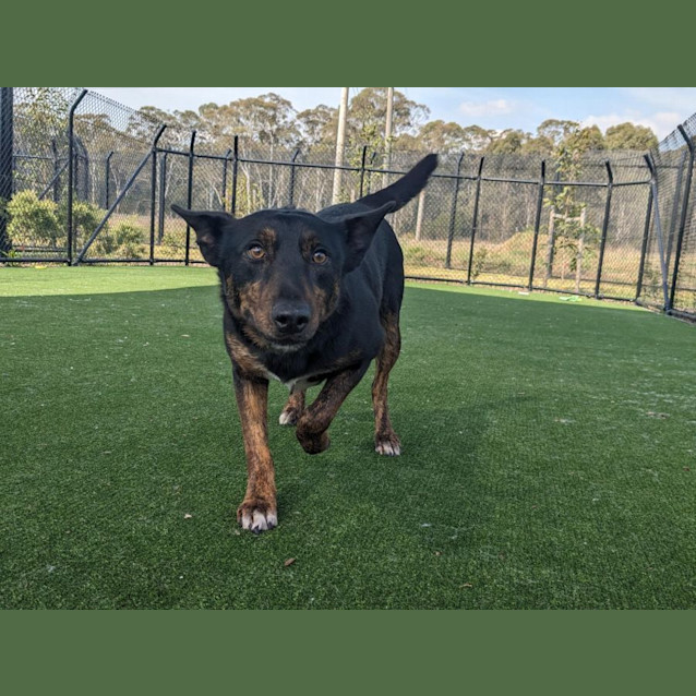 Photo of Cookie Imp 911