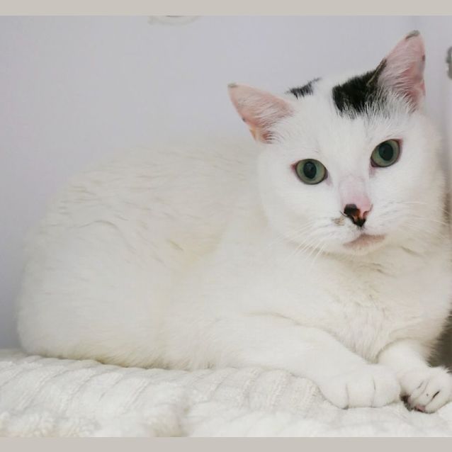 Photo of Lady & Rosie 