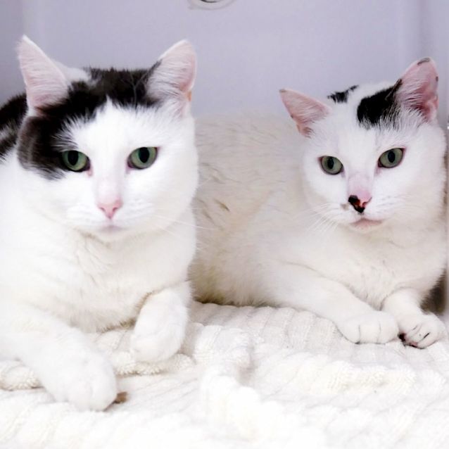 Photo of Lady & Rosie 