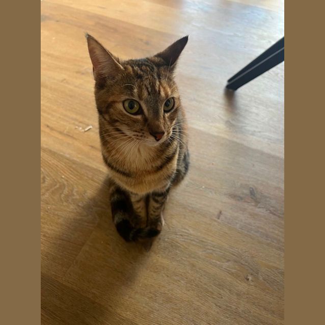 Photo of Nala