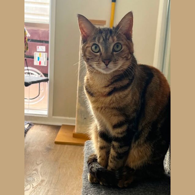 Photo of Nala