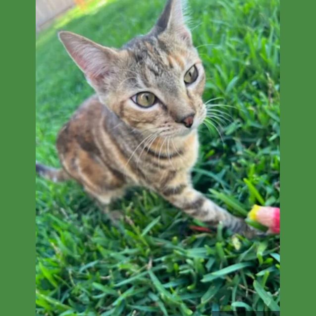 Photo of Nala