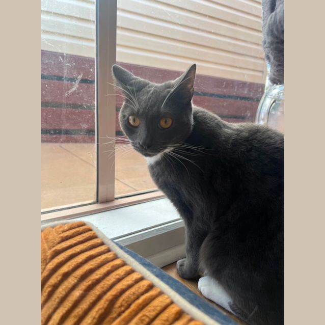 Photo of Guss