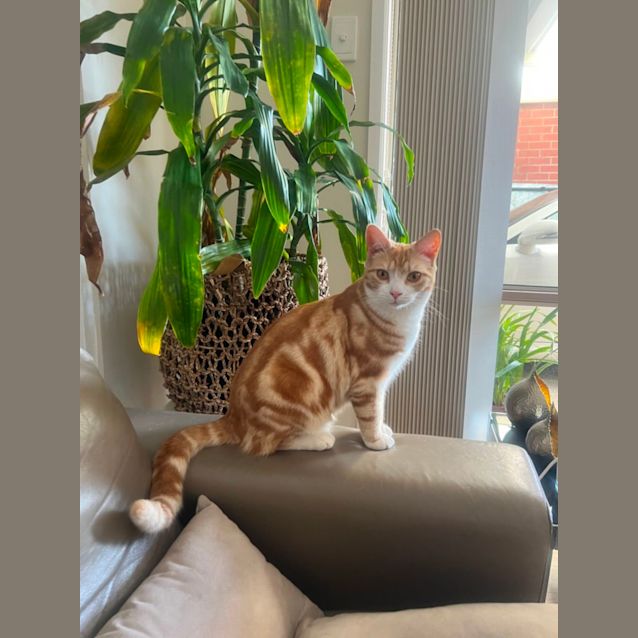 Photo of Dexter