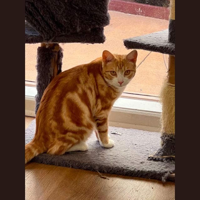 Photo of Dexter
