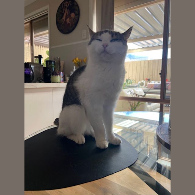 Photo of Bella
