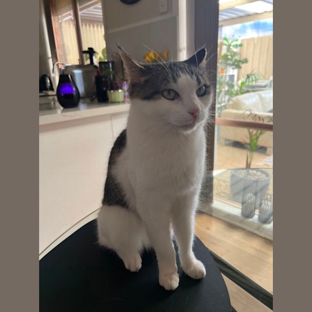 Photo of Bella