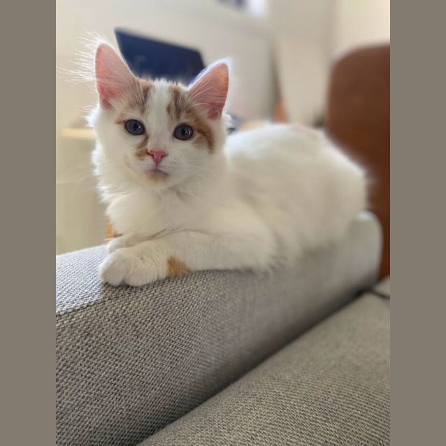 Photo of Marigold