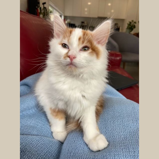 Photo of Marigold
