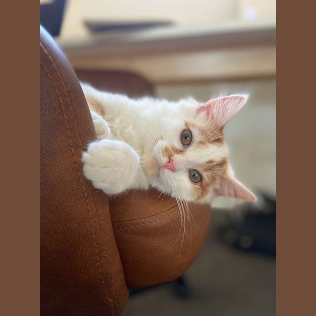 Photo of Marigold